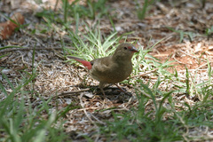 Lagonosticta senegala