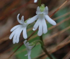 Holothrix parviflora
