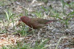 Lagonosticta senegala