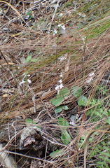 Holothrix parviflora