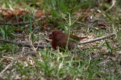 Lagonosticta senegala