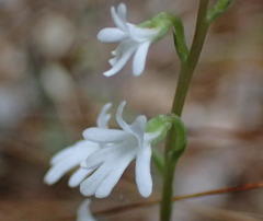 Holothrix parviflora