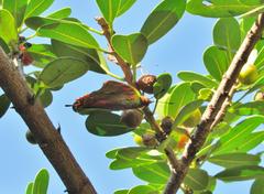 Ficus natalensis natalensis