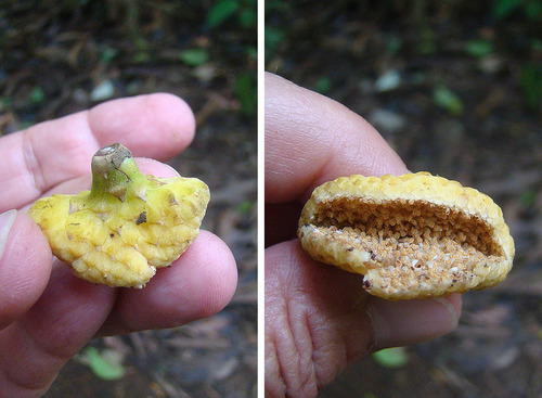 Panama rubber tree