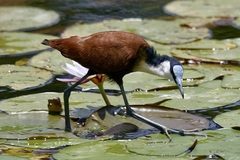 Actophilornis africanus