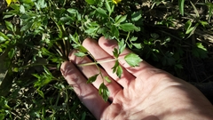 Ranunculus hispidus nitidus