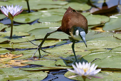 Actophilornis africanus