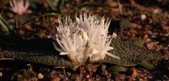 Massonia tenella
