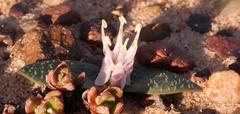 Massonia tenella