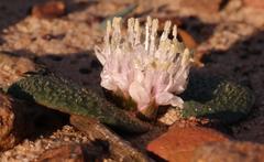 Massonia tenella