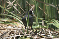Fulica cristata