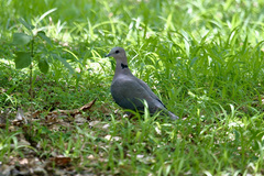 Streptopelia semitorquata