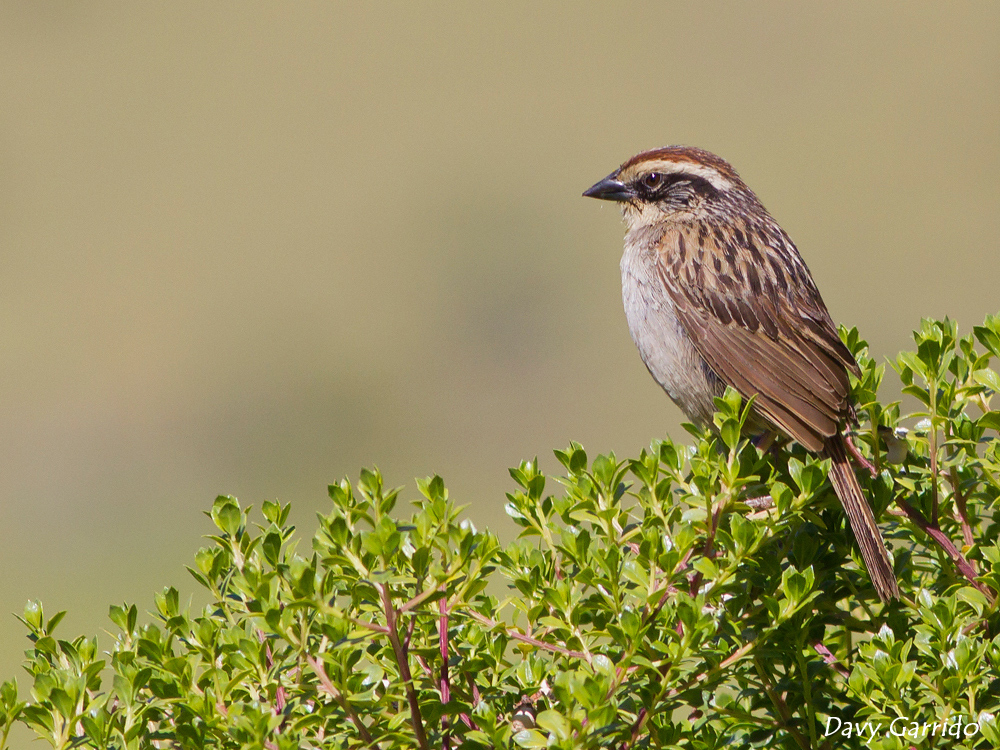 Striped Sparrow photo