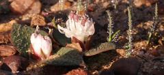 Massonia tenella