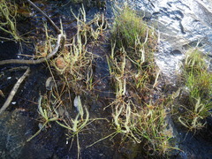 Drosera serpens