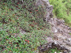 Cotoneaster morrisonensis