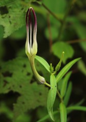 Ceropegia attenuata