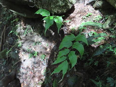 Cyrtomium caryotideum