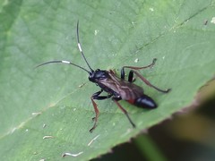 Stenichneumon culpator