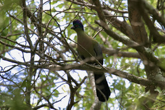 Tauraco porphyreolophus porphyreolophus
