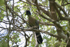 Tauraco porphyreolophus porphyreolophus