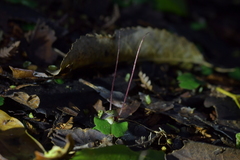 Corybas sanctigeorgianus