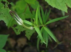 Ceropegia attenuata