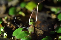 Corybas sanctigeorgianus