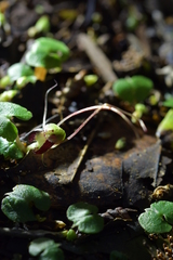 Corybas sanctigeorgianus