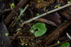 Corybas sanctigeorgianus