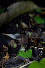 Corybas sanctigeorgianus