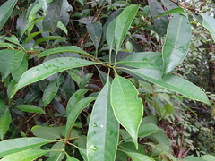 Osmanthus matsumuranus