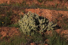 Atriplex lindleyi inflata