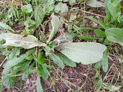 Helminthotheca echioides