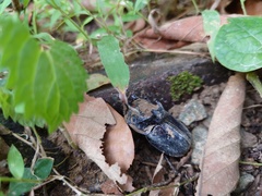 Trichogomphus mongol