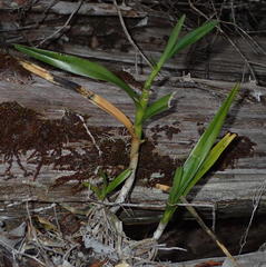 Tridactyle bicaudata bicaudata
