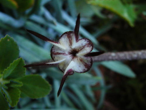 Ceropegia stapeliiformis