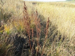 Rumex aquaticus