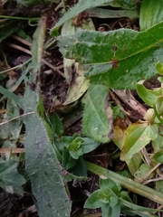 Helminthotheca echioides