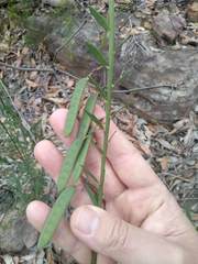 Bossiaea heterophylla