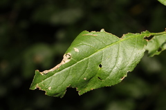 Phyllonorycter cerasicolella