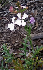 Stylidium albomontis
