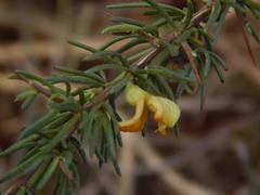 Aspalathus spinosa flavispina