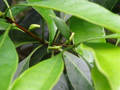 Osmanthus matsumuranus