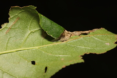 Phyllonorycter cerasicolella