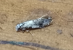 Eschatotypa derogatella