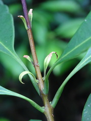 Osmanthus matsumuranus