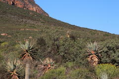 Aloe comosa
