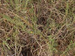 Aspalathus spinosa flavispina