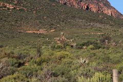 Aloe comosa